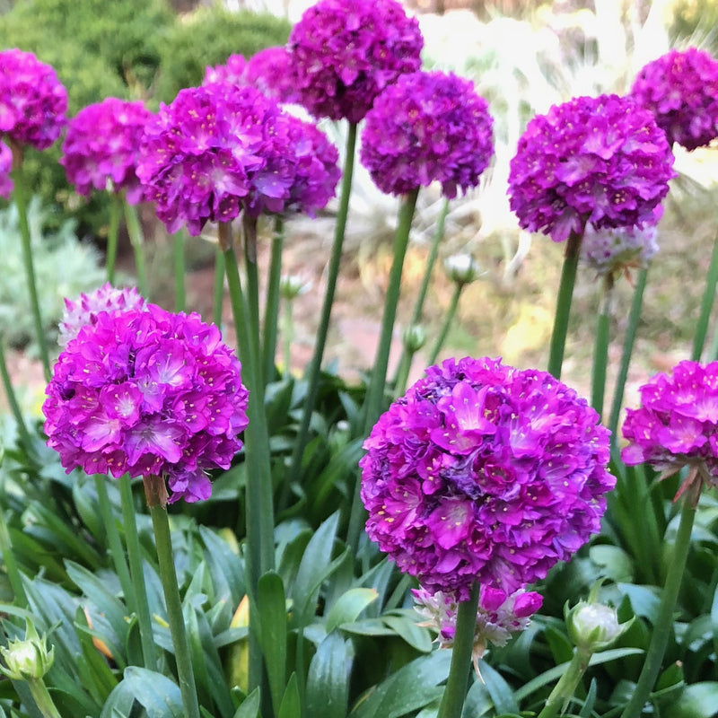 Armeria Vivid Dreams 