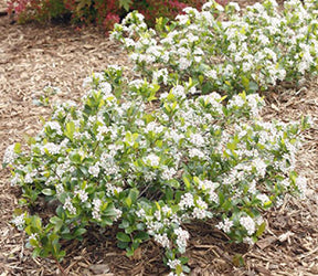 Aronia m Low Scape Mound 