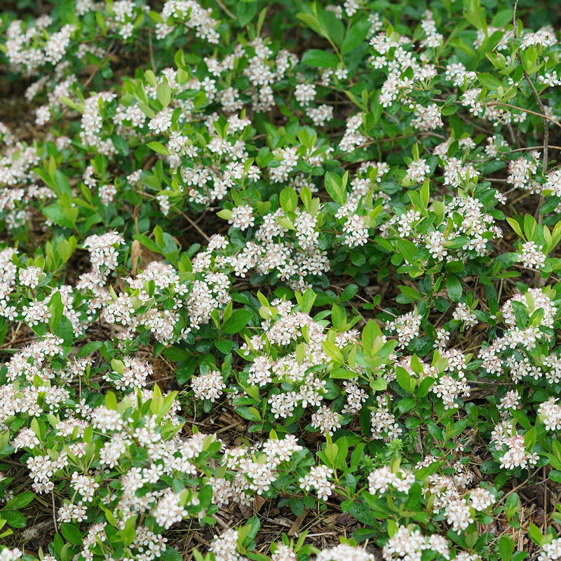 Aronia m Low Scape Ground Hug 