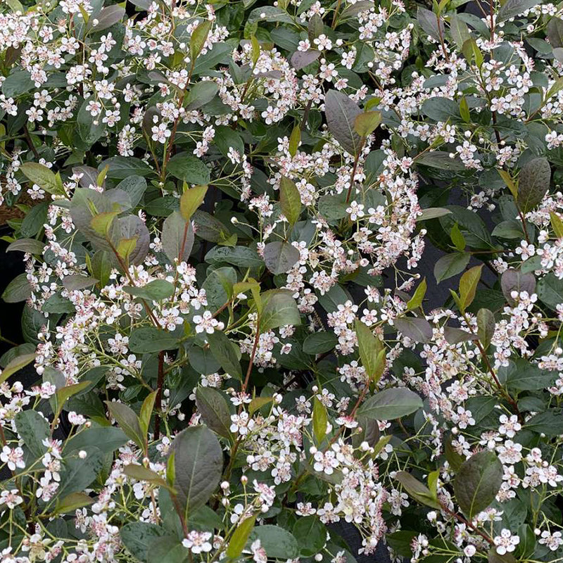 Aronia m Low Scape Snowfire 