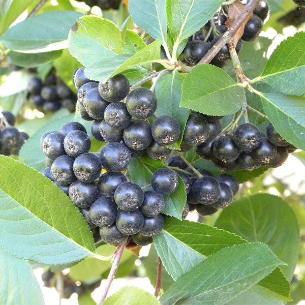 Aronia m Viking