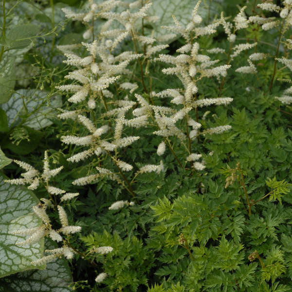 Aruncus aethusifolius 