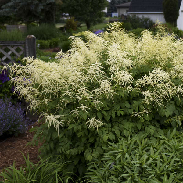 Aruncus dioicus 