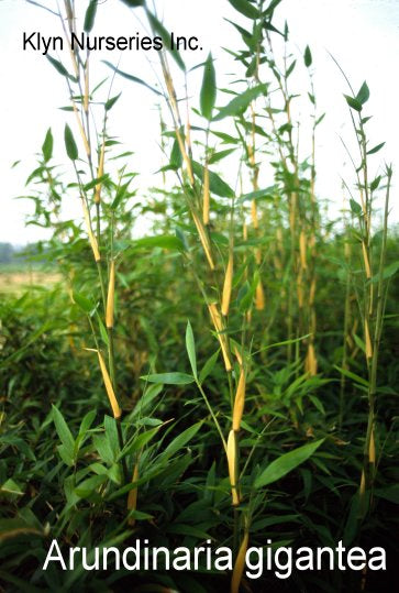 Bamboo-Arundinaria gigantea clump 