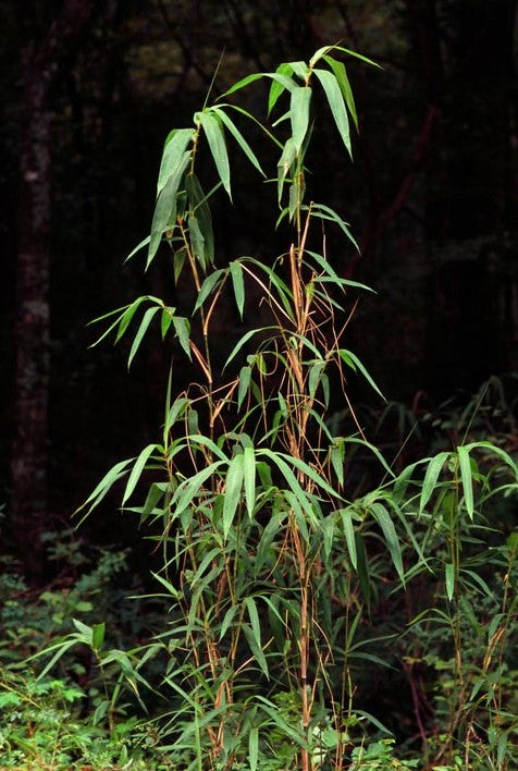 Arundinaria gigantea Cl 