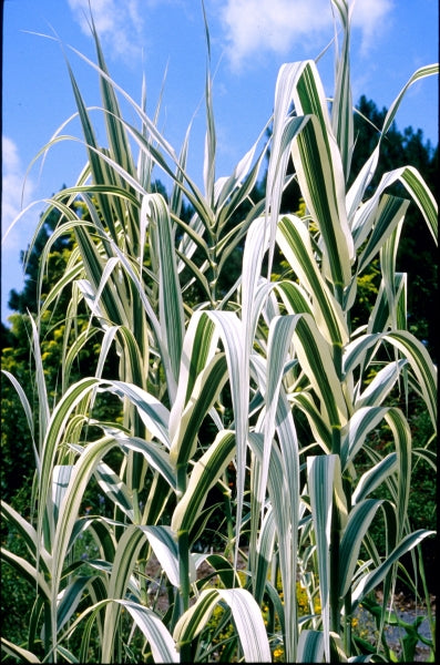 Arundo d Peppermint Stick cl 