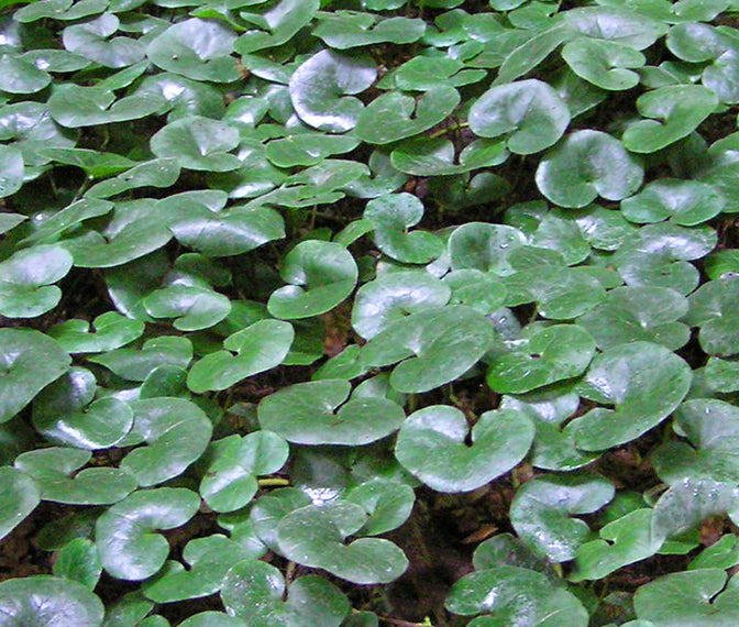 Asarum europeum 