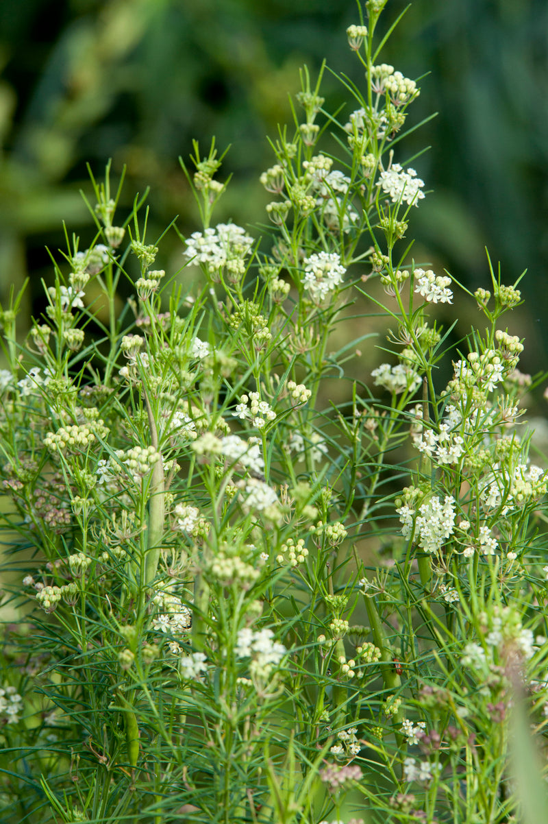 Asclepias verticillata 