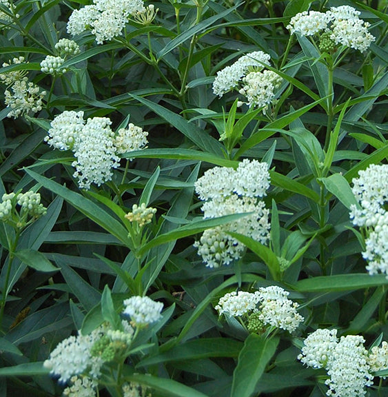 Asclepias incarnata Ice Ballet 