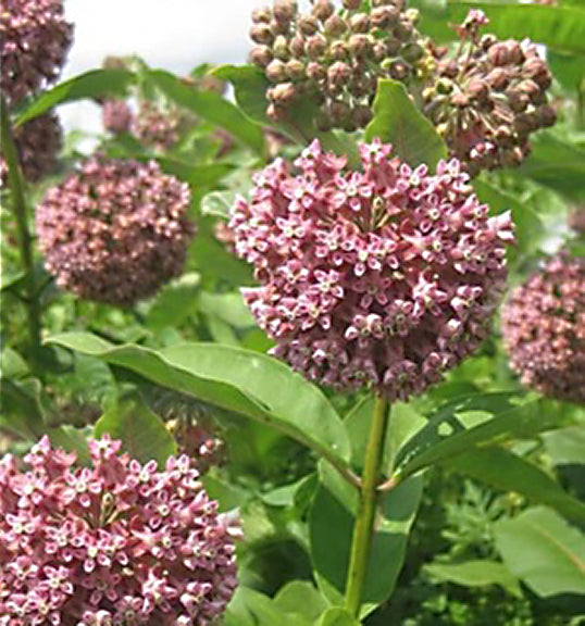 Asclepias syriaca 