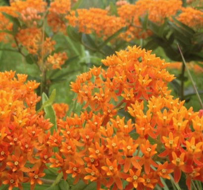 Asclepias tuberosa 