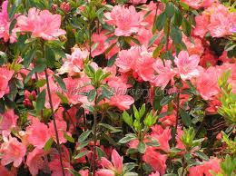 Azalea Salmon Spray 