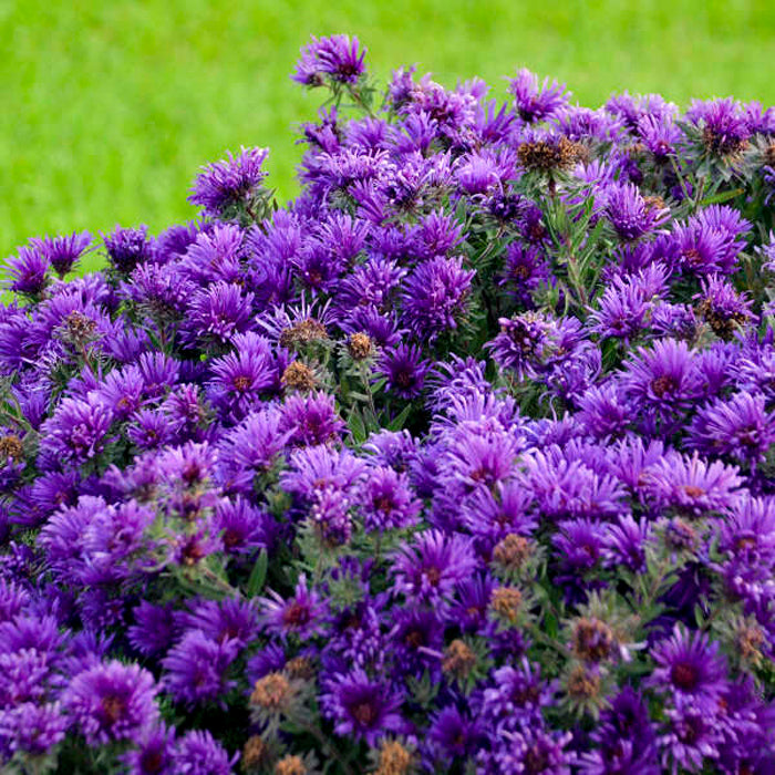 Aster novae-angliae Grape Crush 