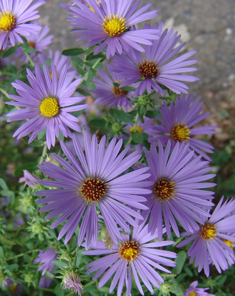 Aster oblongifolius October Skies 1 qt