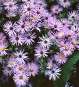 Aster oblongifolius Raydon&