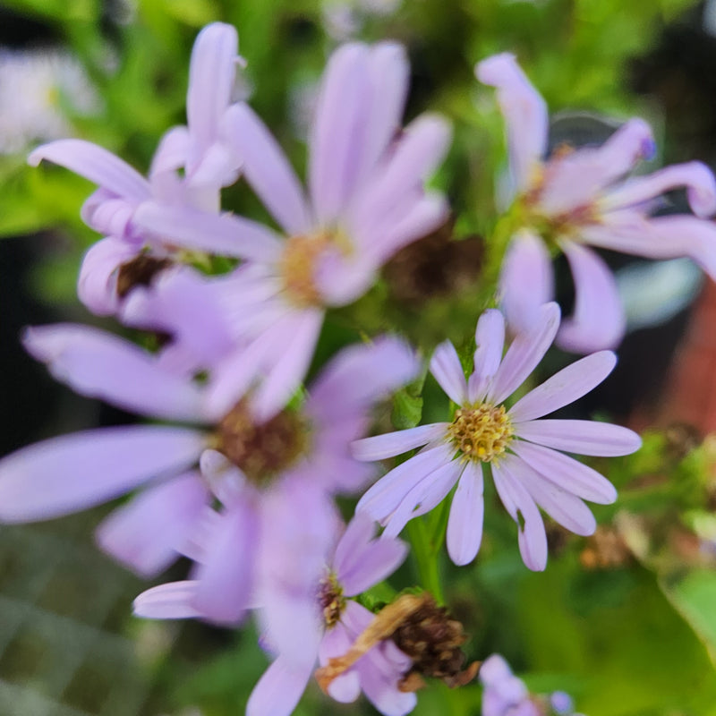 Aster azureus 