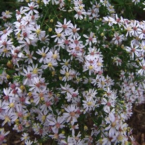 Aster cordifolius 