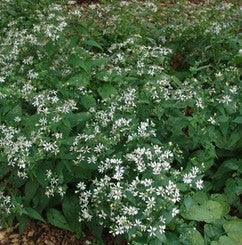 Aster divaricatus 