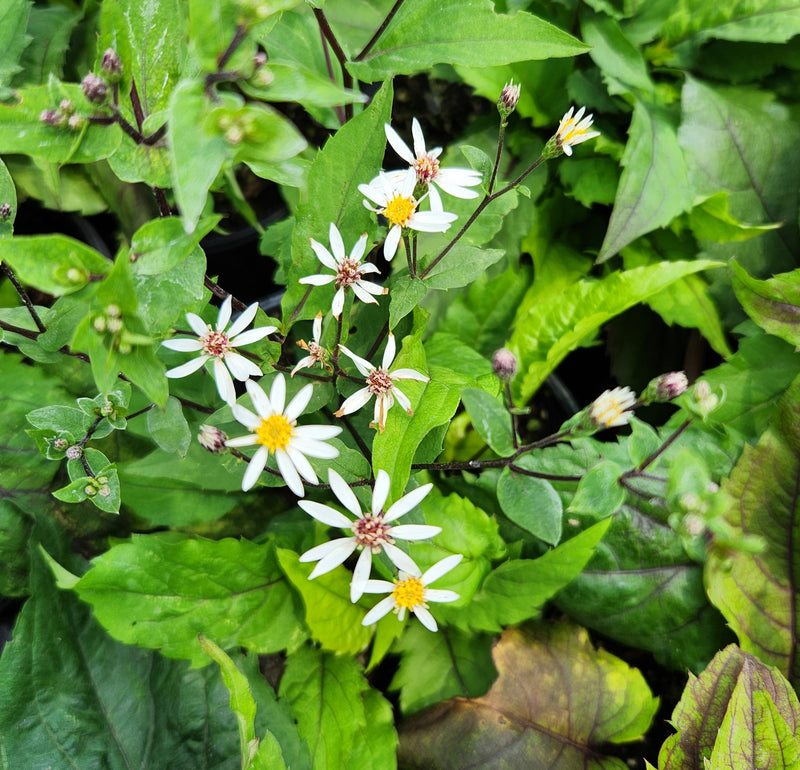 Aster divaricatus Eastern Star 