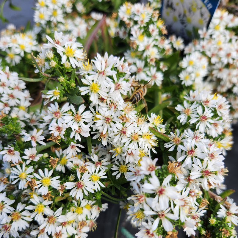 Aster ericoides Snow Flurry  