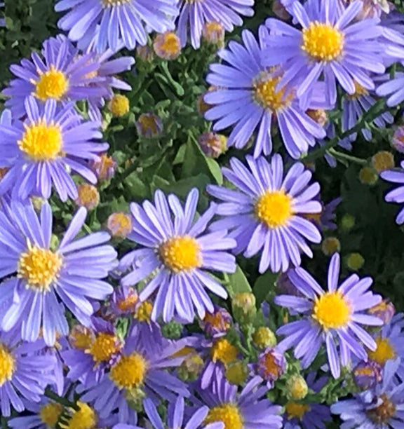 Aster laevis Bluebird 