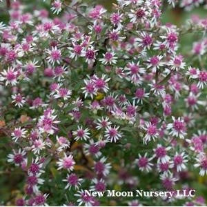 Aster lateriflorus 