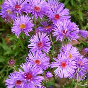 Aster novi-belgii 