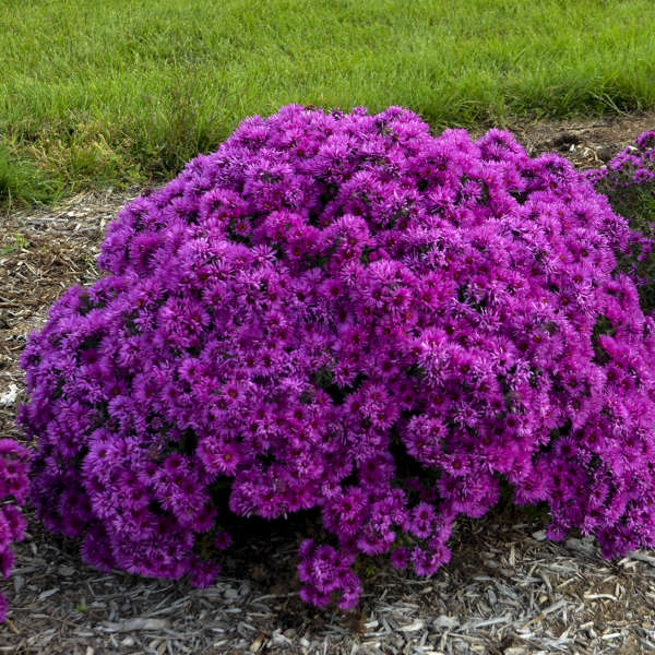 Aster novae-angliae Pink Crush 1 qt