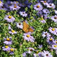 Aster oblongifolius Twilight Sky 