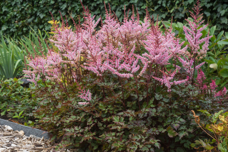 Astilbe Delft Lace 