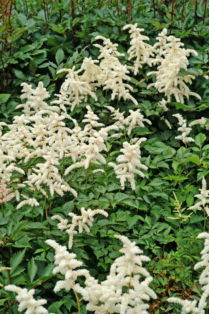 Astilbe Deutschland 