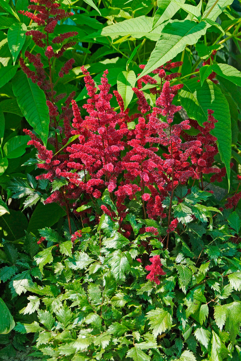 Astilbe Fanal 