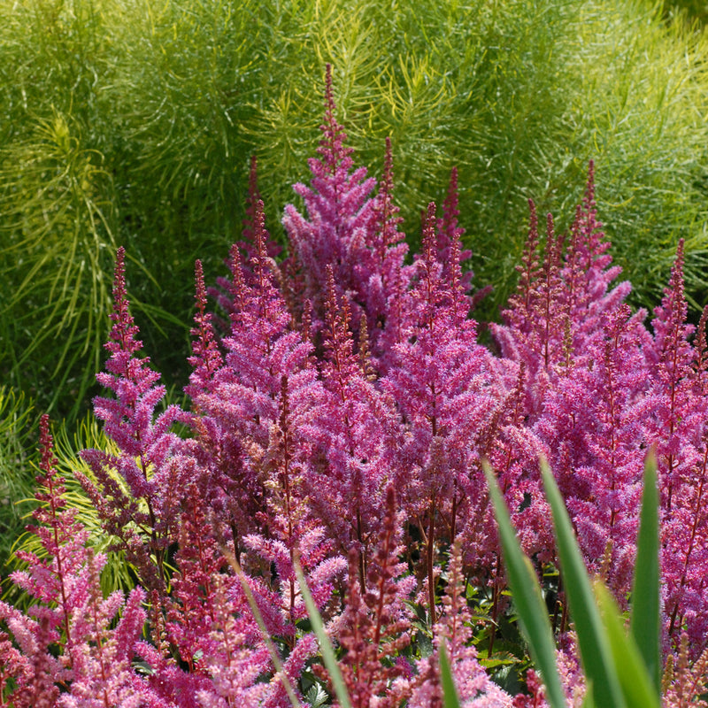 Astilbe Maggie Daley 