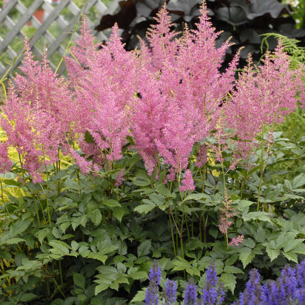 Astilbe Rheinland 
