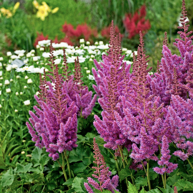 Astilbe Visions 