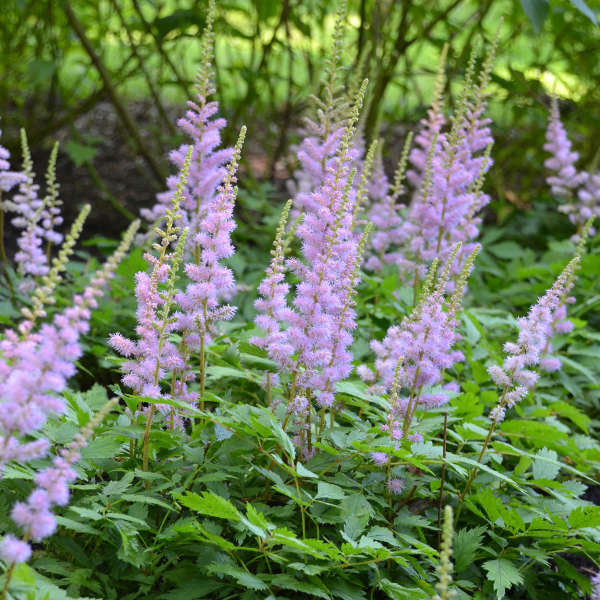 Astilbe chinensis Pumila 