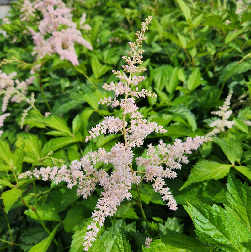 Astilbe Fireworks Pink 