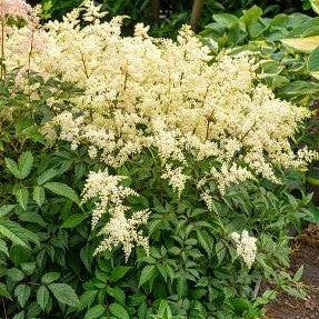Astilbe Fireworks White 