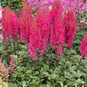 Astilbe Lowlands Ruby Red 