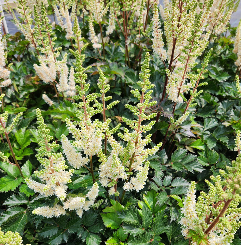 Astilbe Lowlands White 