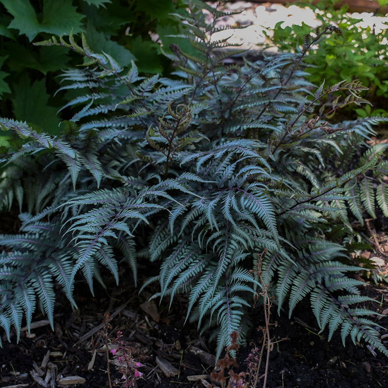 Fern-Athyrium Godzilla 