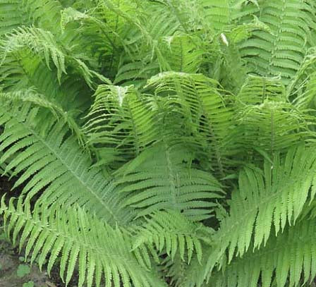 Fern-Athyrium filix-femina 