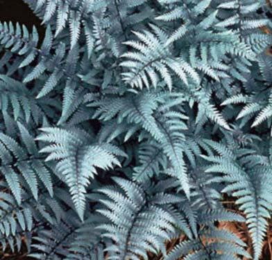 Fern-Athyrium Ghost 