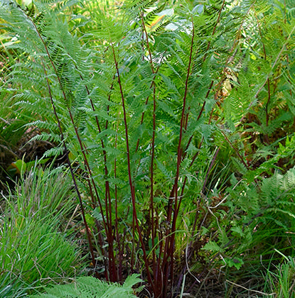 Fern-Athyrium Lady in Red 