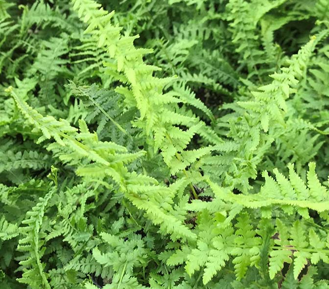 Fern-Athyrium f f Victoriae 