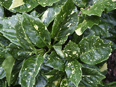 Aucuba japonica variegata 