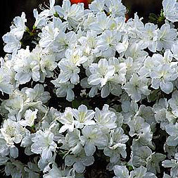 Azalea Delaware Valley 