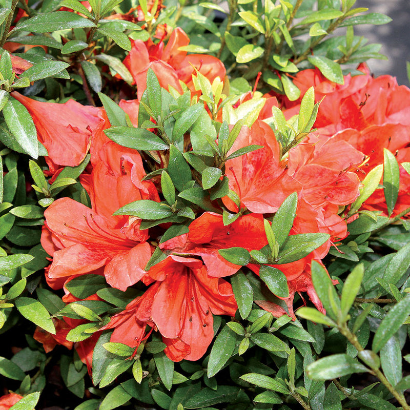 Azalea Flame Creeper 