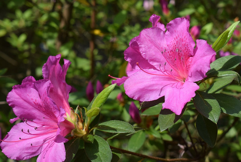 Azalea Bloom-A-Thon Hot Pink 