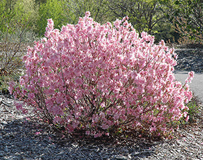 Azalea m Cornell Pink 